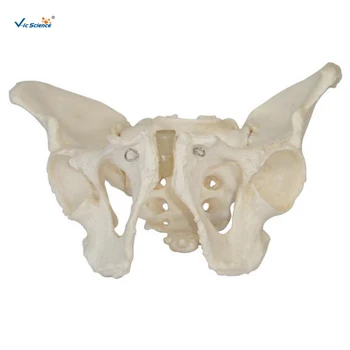 Модель скелета таза взрослого мужчины и медицинский обучающий скелет человека